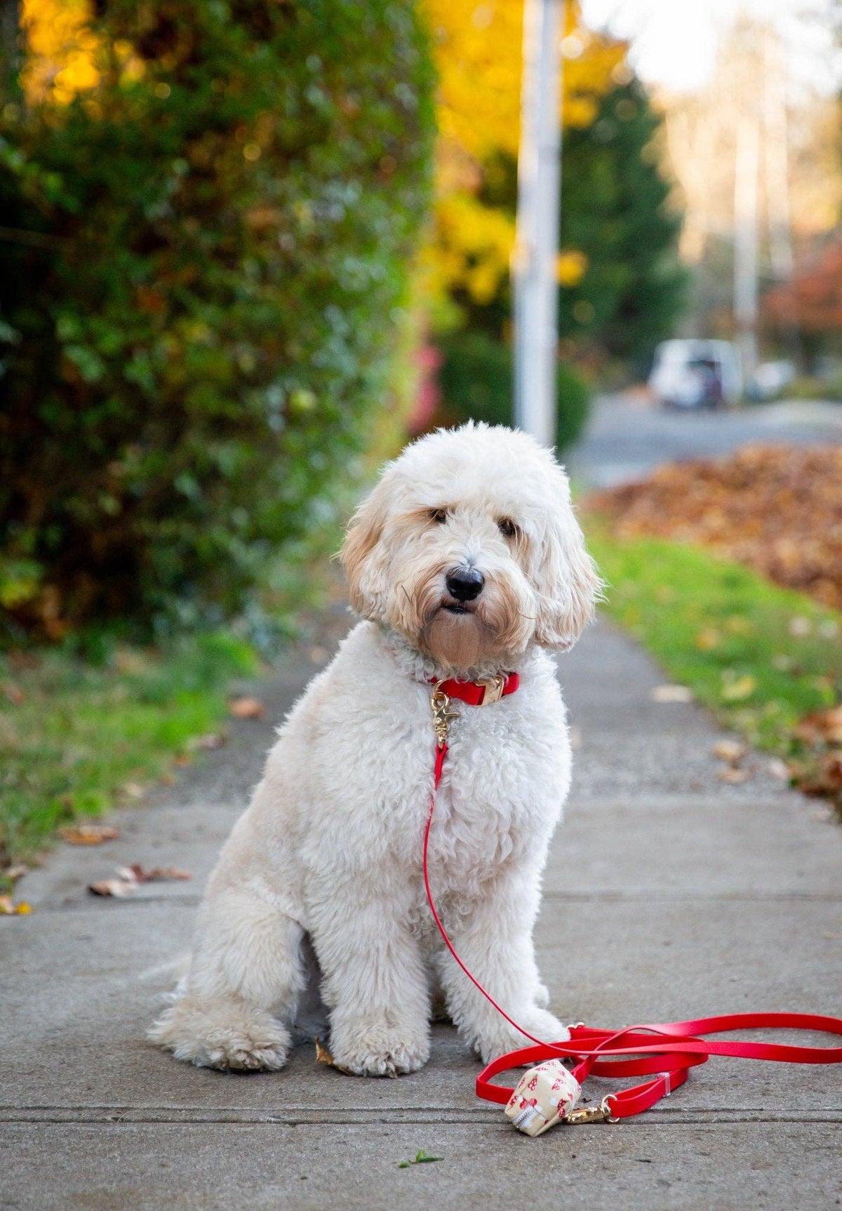 SUNNY TAILS - Cherry Red Waterproof Dog Collar - Doglicious Bakery Bites