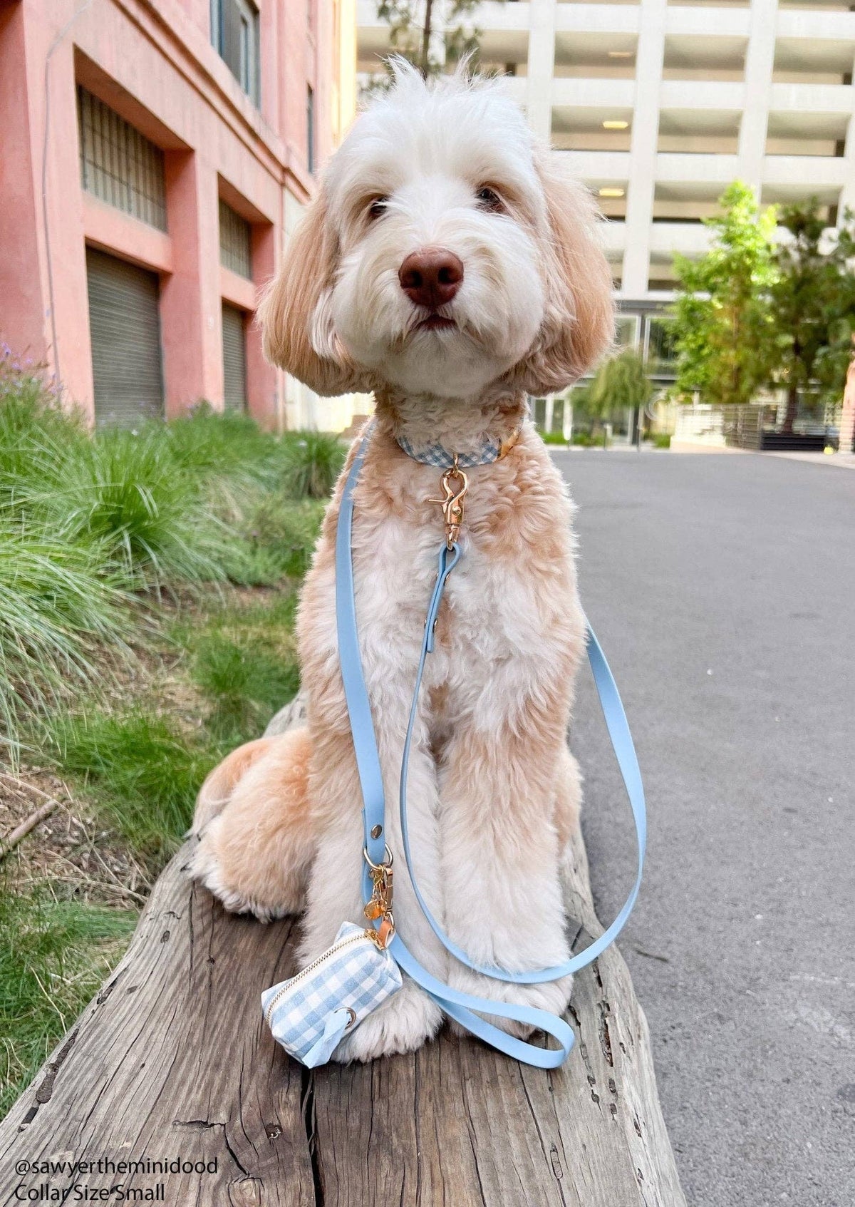 SUNNY TAILS - Malibu Blue Waterproof Cloud Dog Leash - Doglicious Bakery Bites