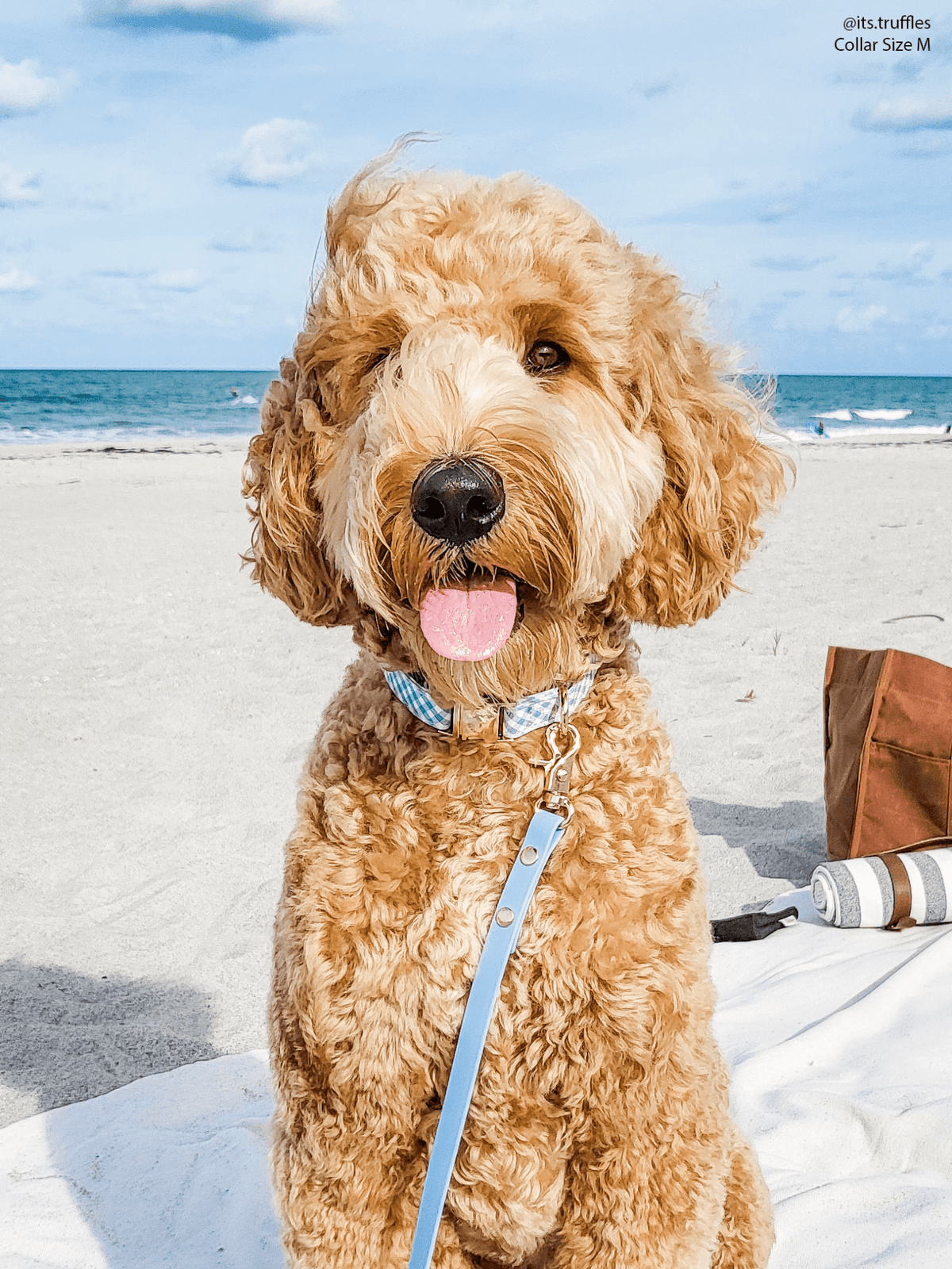 SUNNY TAILS - Malibu Blue Waterproof Cloud Dog Leash - Doglicious Bakery Bites