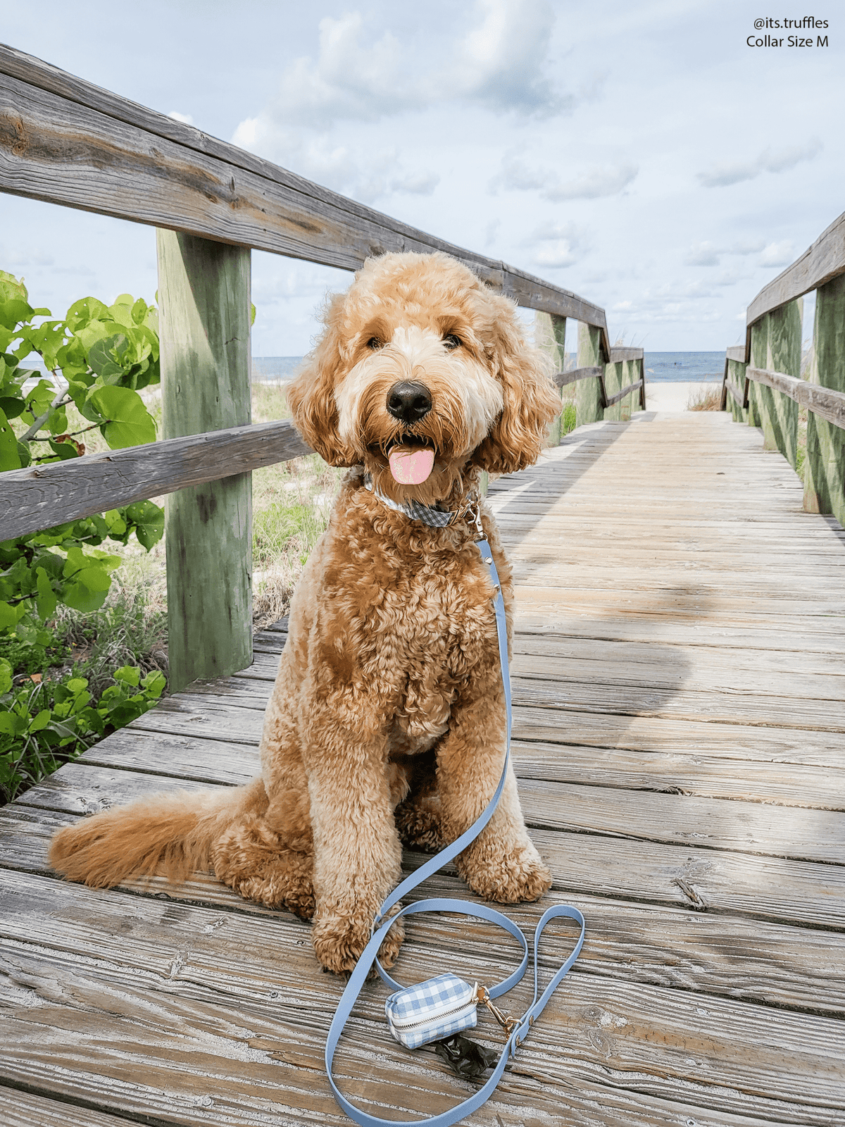 SUNNY TAILS - Malibu Blue Waterproof Cloud Dog Leash - Doglicious Bakery Bites