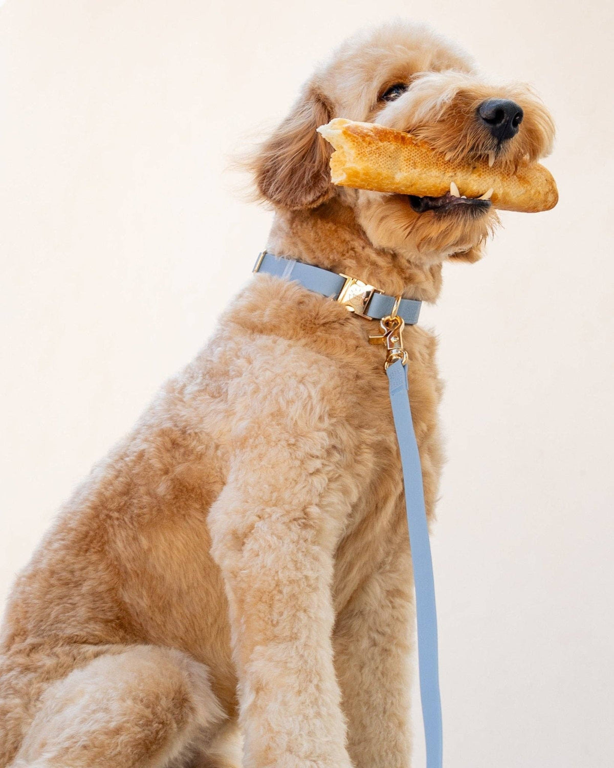 SUNNY TAILS - Malibu Blue Waterproof Dog Collar - Doglicious Bakery Bites