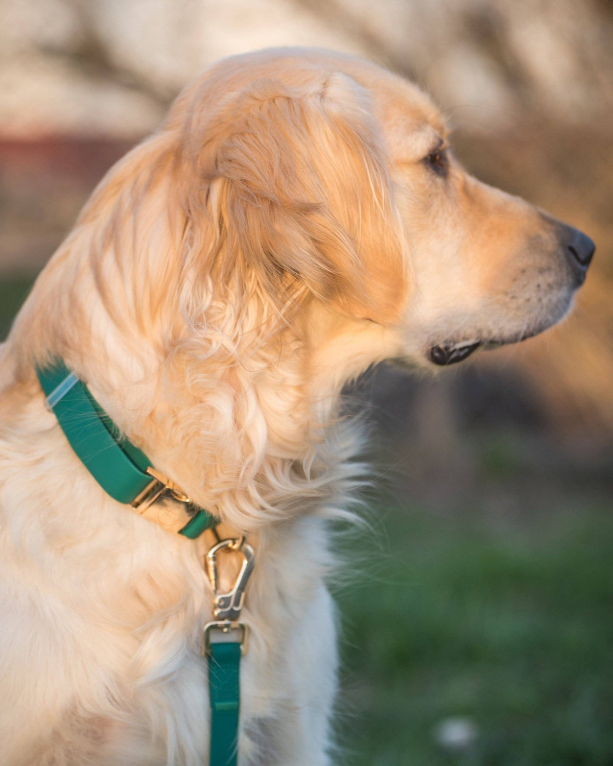 SUNNY TAILS - Meadow Green Waterproof Dog Collar - Doglicious Bakery Bites