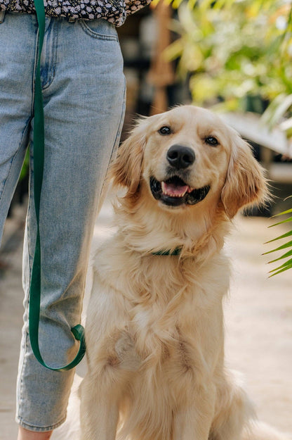 SUNNY TAILS - Meadow Green Waterproof Dog Collar - Doglicious Bakery Bites