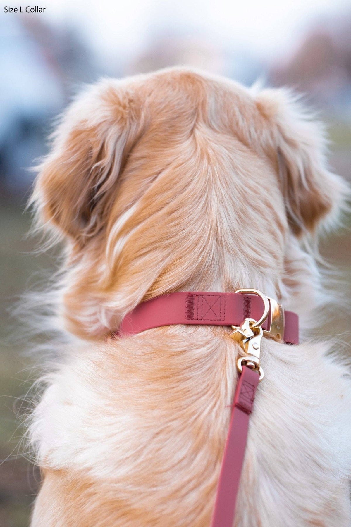 SUNNY TAILS - Mulberry Burgundy Waterproof Dog Collar - Doglicious Bakery Bites
