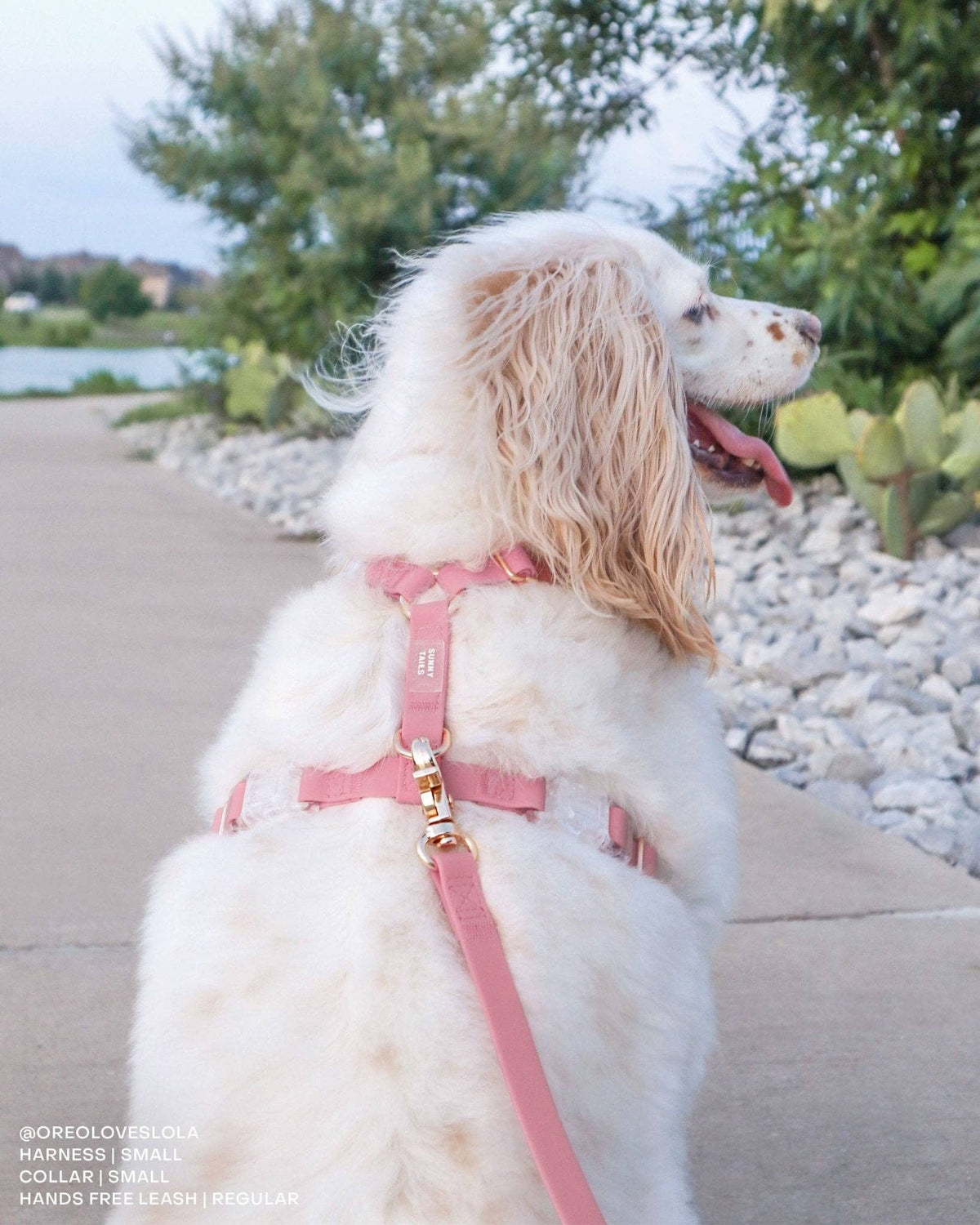 SUNNY TAILS - Perfect Pink Waterproof Cloud Dog Leash - Doglicious Bakery Bites