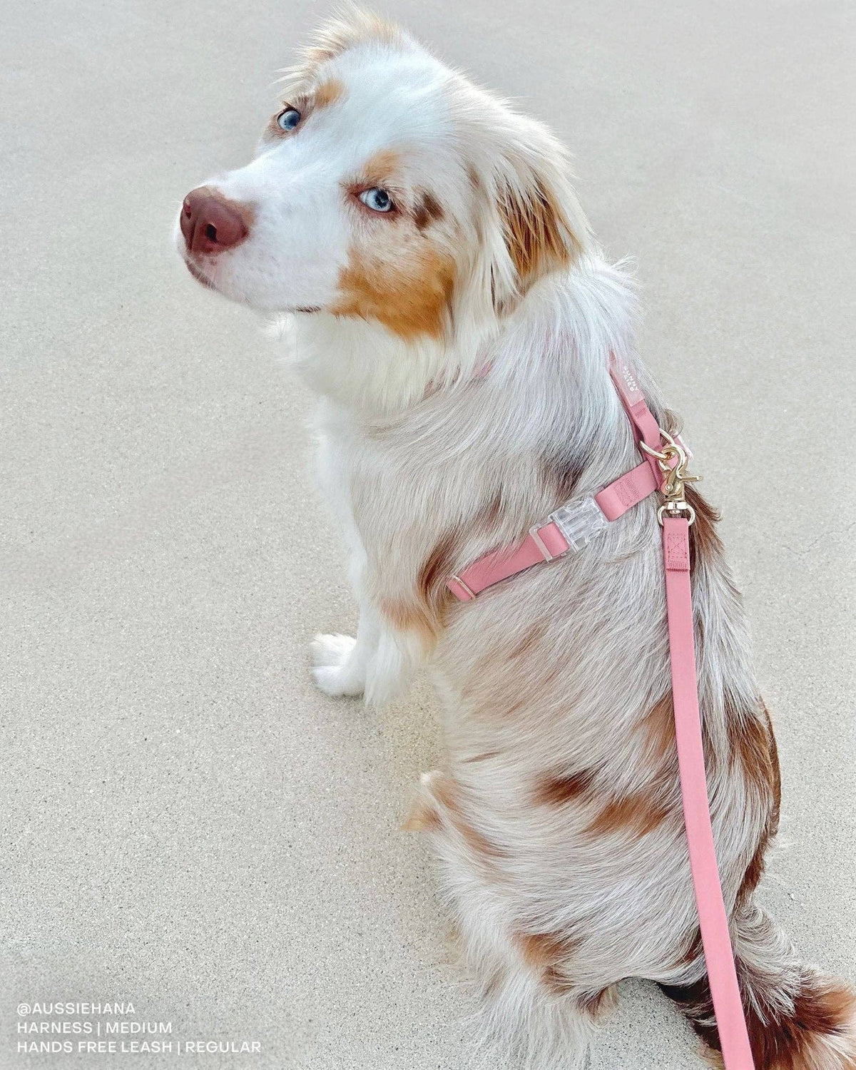 SUNNY TAILS - Perfect Pink Waterproof Cloud Dog Leash - Doglicious Bakery Bites