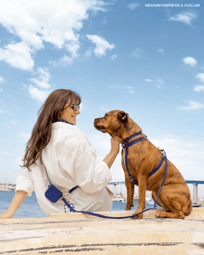 SUNNY TAILS - Signature Navy Waterproof Dog Collar - Doglicious Bakery Bites