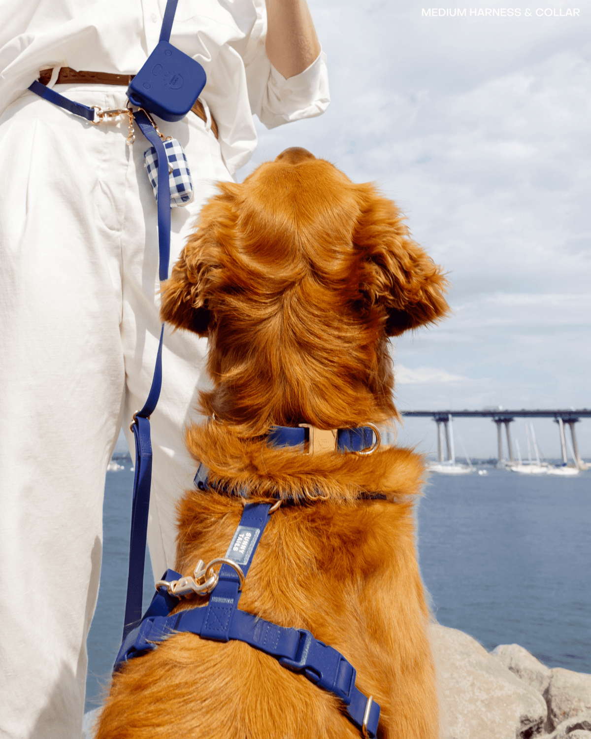 SUNNY TAILS - Signature Navy Waterproof Dog Collar - Doglicious Bakery Bites