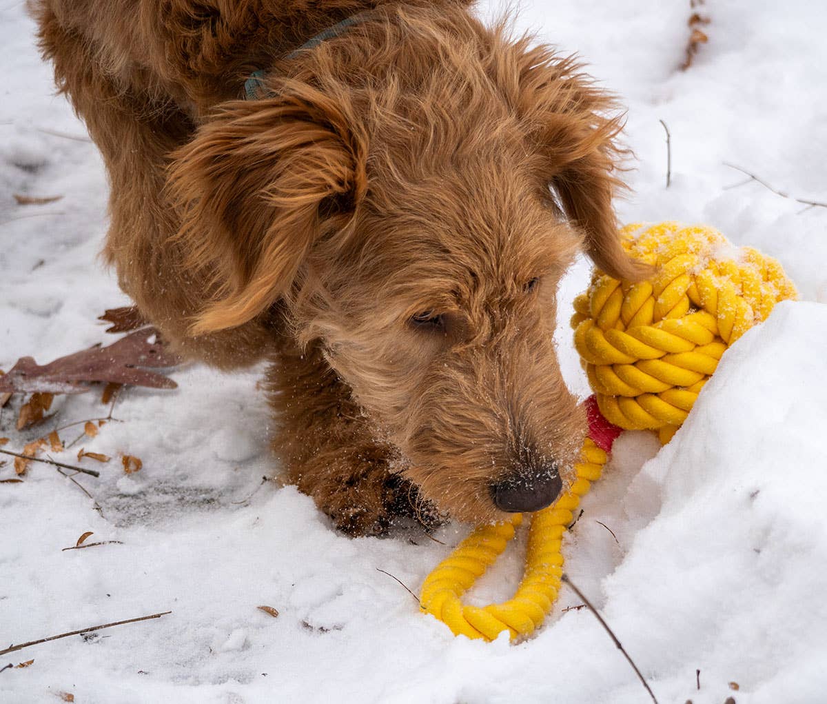 Thoozy Pet Ball Tug Rope Dog Toy with Handle Yellow 5" - Doglicious Bakery Bites