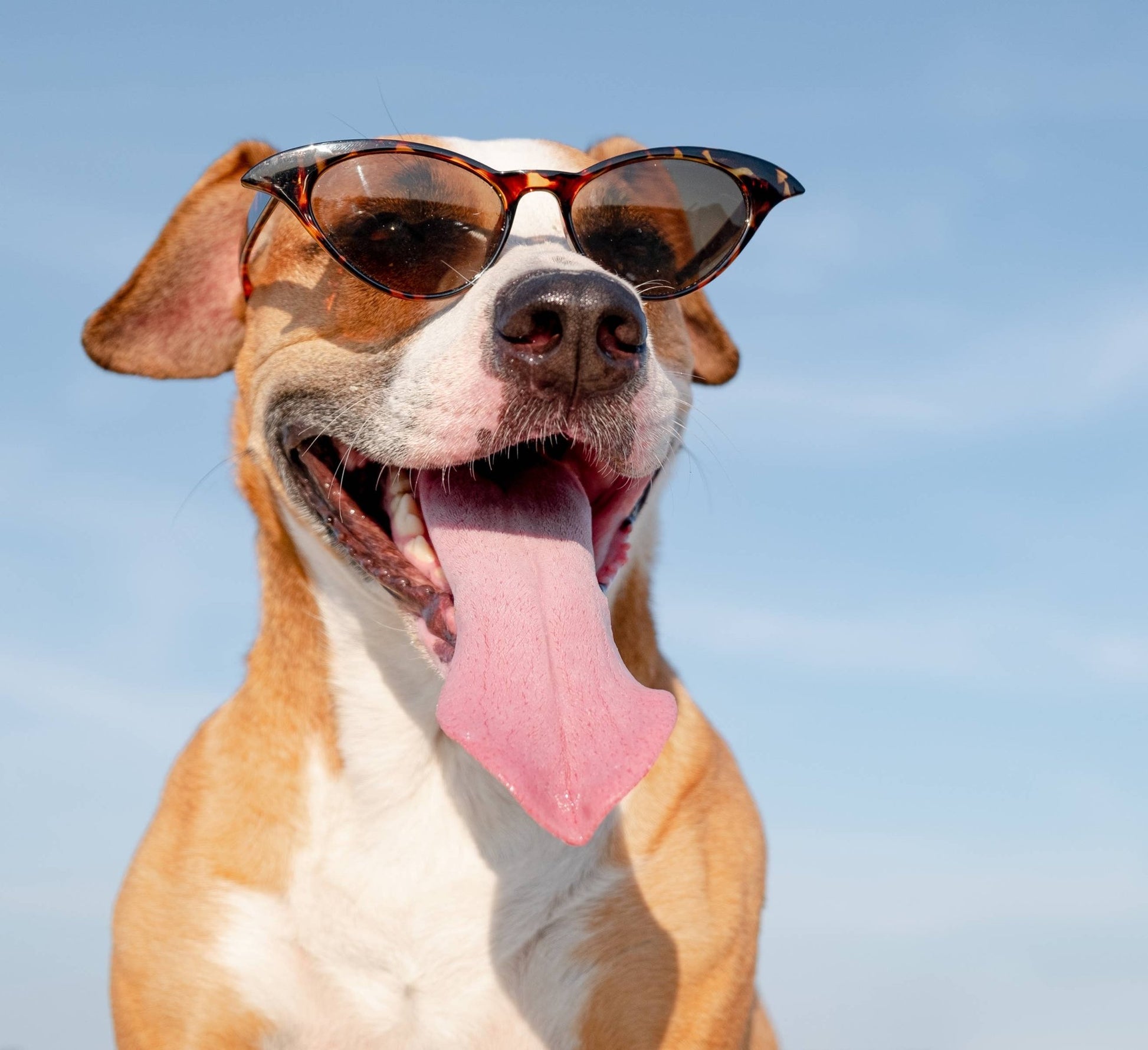 UV BARRIER CREAM Just For Dogs! - Doglicious Bakery Bites