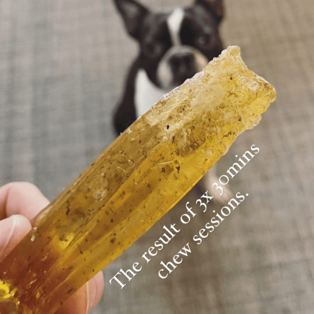 Wag & Bright Supply Co. - Mighty Marrows Collagen Dental Chew- Spirulina Beef- 3 Sizes - Doglicious Bakery Bites