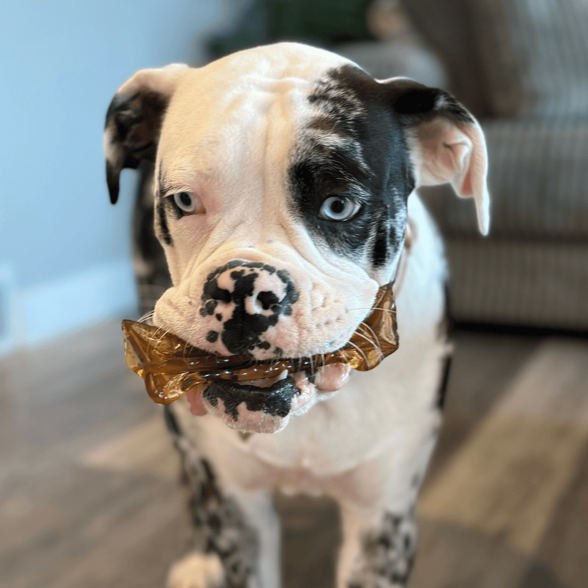 Wag & Bright Supply Co. - Mighty Marrows Collagen Dental Chew- Spirulina Beef- 3 Sizes - Doglicious Bakery Bites