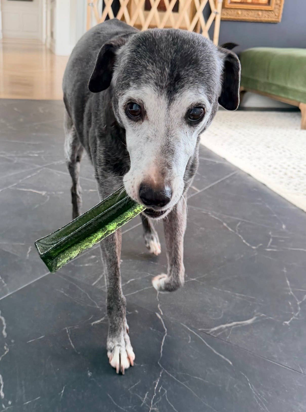 Wag & Bright Supply Co. - Mighty Marrows Collagen Dental Chew- Spirulina Beef- 3 Sizes - Doglicious Bakery Bites