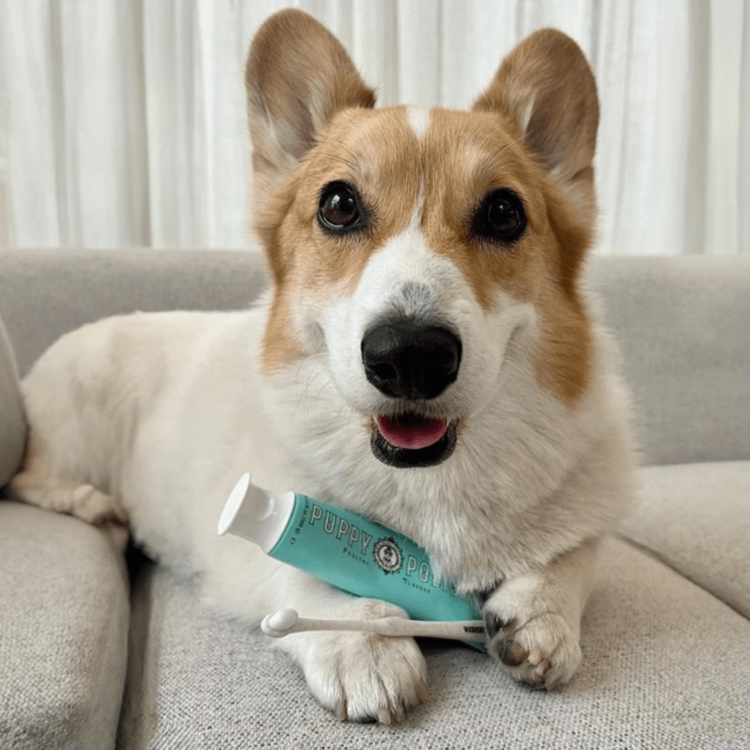 Wag & Bright Supply Co. - Puppy Polish Toothpaste - Filet Mignon (Beef) - Doglicious Bakery Bites