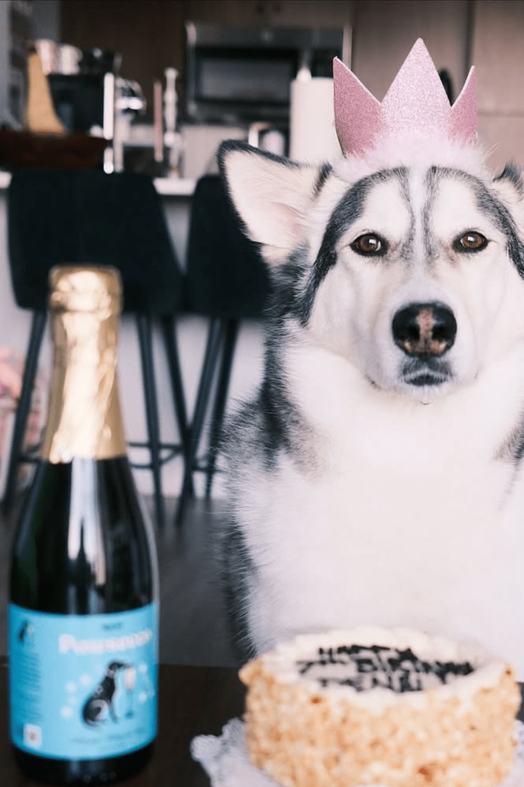 Yappy Hour - Pawsecco Dog Prosecco - Doglicious Bakery Bites